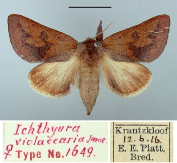 /filer/webapps/moths/media/images/V/violacearia_Ichthyura_PTF_TMSA.jpg
