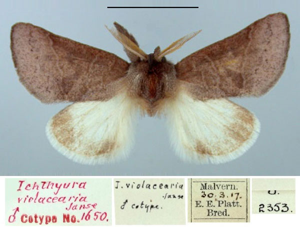 /filer/webapps/moths/media/images/V/violacearia_Ichthyura_PTM_TMSA.jpg
