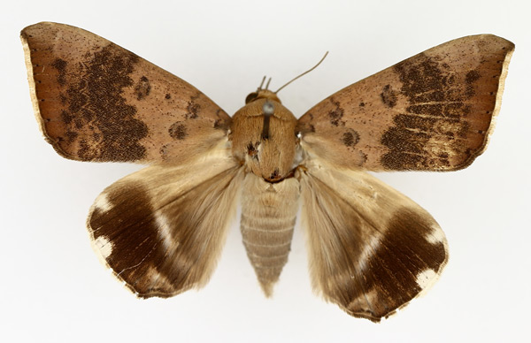 /filer/webapps/moths/media/images/V/violaceofascia_Achaea_AF_TMSA_01.jpg