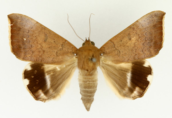 /filer/webapps/moths/media/images/V/violaceofascia_Achaea_AF_TMSA_02.jpg