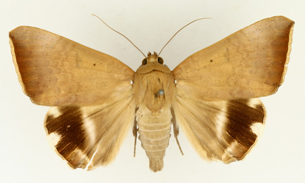 /filer/webapps/moths/media/images/V/violaceofascia_Achaea_AM_TMSA_01.jpg