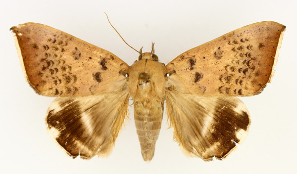 /filer/webapps/moths/media/images/V/violaceofascia_Achaea_AM_TMSA_02.jpg