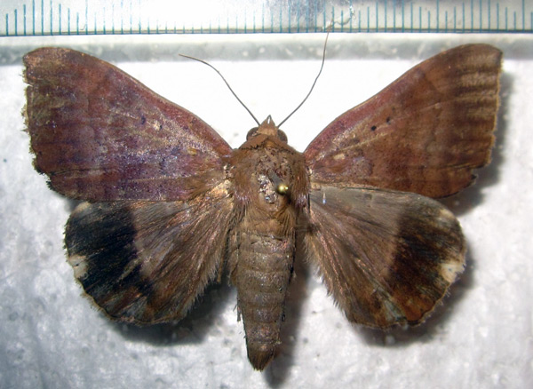 /filer/webapps/moths/media/images/V/violaceofascia_Achaea_A_Bippus.jpg