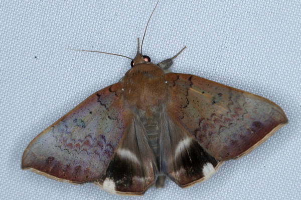 /filer/webapps/moths/media/images/V/violaceofascia_Achaea_A_Heyns_01.JPG