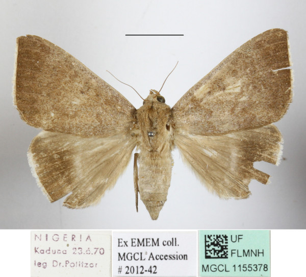 /filer/webapps/moths/media/images/V/violaceofascia_Achaea_A_MGCLa_01.JPG
