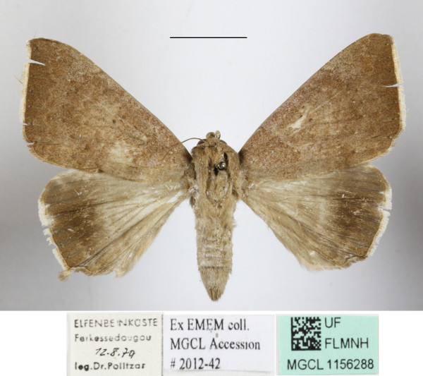 /filer/webapps/moths/media/images/V/violaceofascia_Achaea_A_MGCLa_02.JPG