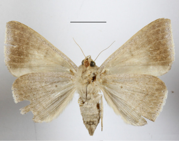 /filer/webapps/moths/media/images/V/violaceofascia_Achaea_A_MGCLb_01.JPG