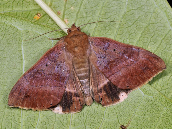 /filer/webapps/moths/media/images/V/violaceofascia_Achaea_A_Mazzei.jpg