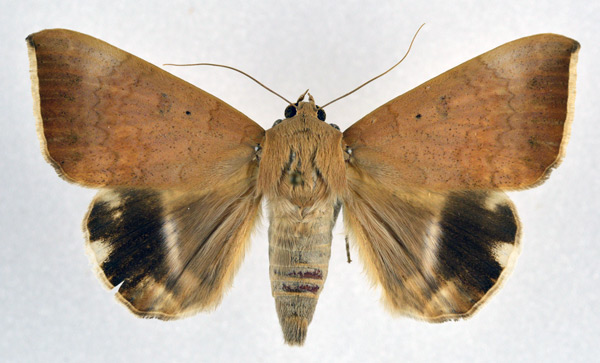 /filer/webapps/moths/media/images/V/violaceofascia_Achaea_A_NHMO.jpg