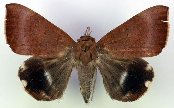 /filer/webapps/moths/media/images/V/violaceofascia_Achaea_A_RMCA.jpg