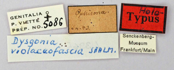 /filer/webapps/moths/media/images/V/violaceofascia_Dysgonia_HT_SNMFl.jpg