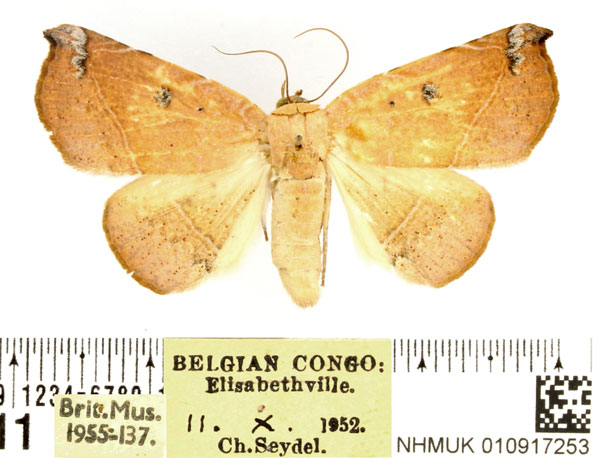 /filer/webapps/moths/media/images/V/violaris_Herpeperas_AF_BMNH.jpg