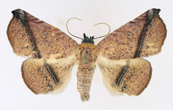 /filer/webapps/moths/media/images/V/violaris_Herpeperas_AM_TMSA.jpg