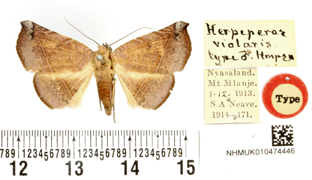 /filer/webapps/moths/media/images/V/violaris_Herpeperas_HT_BMNH.jpg