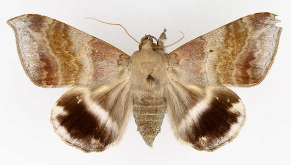 /filer/webapps/moths/media/images/V/violascens_Achaea_AF_TMSA_01.jpg