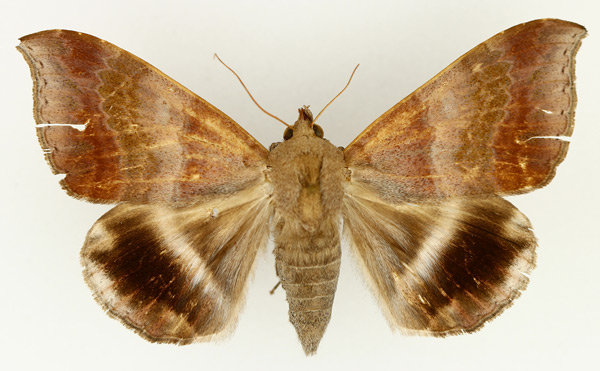 /filer/webapps/moths/media/images/V/violascens_Achaea_AF_TMSA_02.jpg