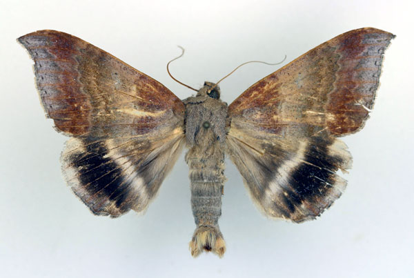 /filer/webapps/moths/media/images/V/violascens_Achaea_AM_Legrain.jpg
