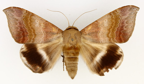/filer/webapps/moths/media/images/V/violascens_Achaea_AM_TMSA_01.jpg