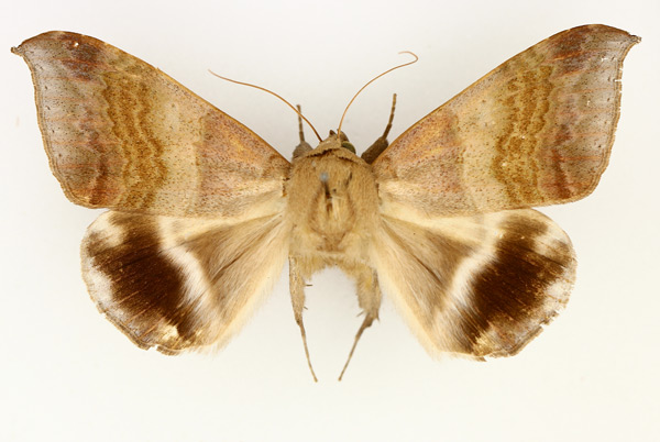 /filer/webapps/moths/media/images/V/violascens_Achaea_AM_TMSA_02.jpg