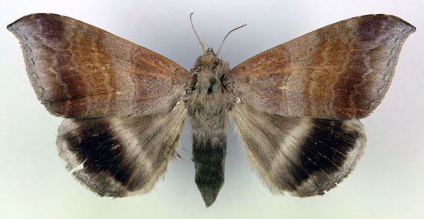 /filer/webapps/moths/media/images/V/violascens_Achaea_A_RMCA.jpg