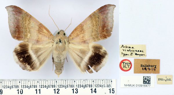 /filer/webapps/moths/media/images/V/violascens_Achaea_HT_BMNH.jpg