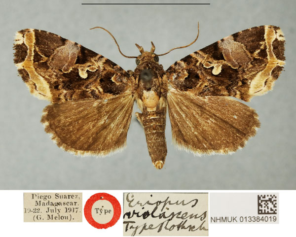 /filer/webapps/moths/media/images/V/violascens_Eriopus_HT_NHMUKa.jpg