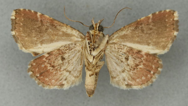 /filer/webapps/moths/media/images/V/violascens_Eriopus_HT_NHMUKb.jpg