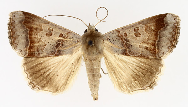 /filer/webapps/moths/media/images/V/violascens_Ophiusa_AM_TMSA_01.jpg