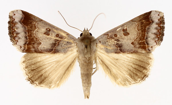 /filer/webapps/moths/media/images/V/violascens_Ophiusa_AM_TMSA_02.jpg