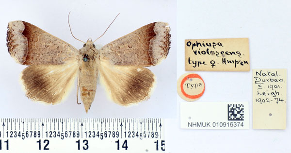 /filer/webapps/moths/media/images/V/violascens_Ophiusa_HT_BMNH.jpg