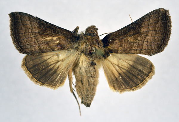 /filer/webapps/moths/media/images/V/violascens_Thysanoplusia_AF_NHMO.jpg