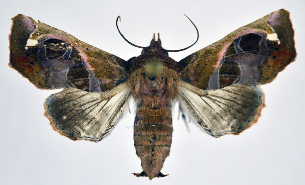 /filer/webapps/moths/media/images/V/violescens_Eutelia_AM_NHMO.jpg