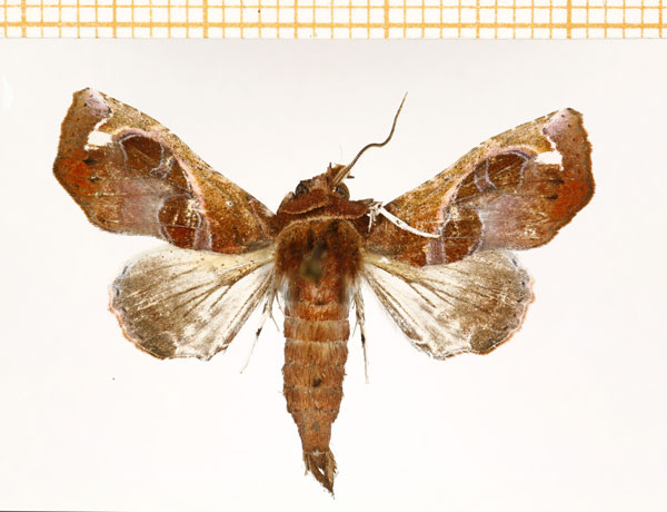 /filer/webapps/moths/media/images/V/violescens_Eutelia_A_DePrins.jpg