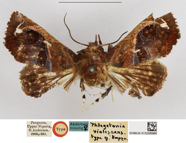 /filer/webapps/moths/media/images/V/violescens_Phlegetonia_PTF_NHMUK.jpg
