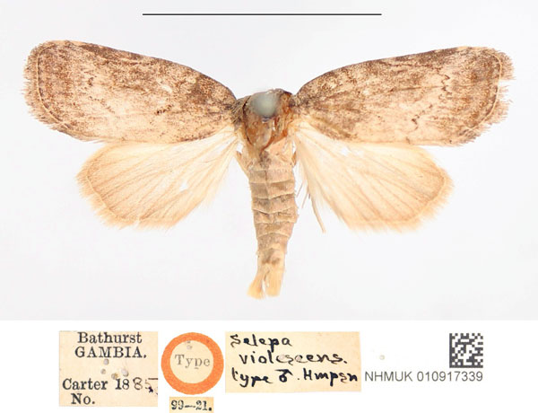/filer/webapps/moths/media/images/V/violescens_Selepa_HT_NHMUK.jpg