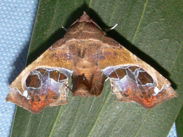 /filer/webapps/moths/media/images/V/violescens_Targallodes_A_Goff_02.JPG