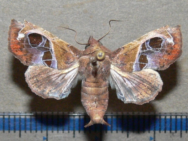 /filer/webapps/moths/media/images/V/violescens_Targallodes_A_Goffa_01.JPG