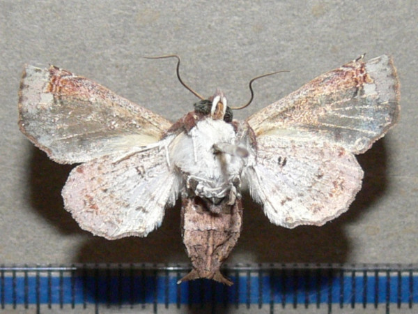 /filer/webapps/moths/media/images/V/violescens_Targallodes_A_Goffb_01.JPG