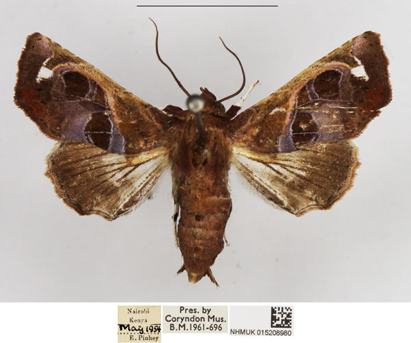 /filer/webapps/moths/media/images/V/violescens_Targalodes_AF_NHMUK.jpg