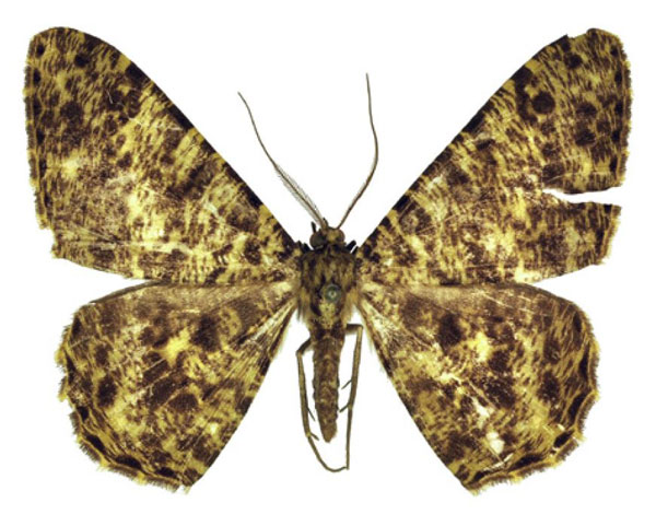 /filer/webapps/moths/media/images/V/violetteae_Afroracotis_HT_ANHRT.jpg