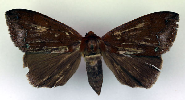 /filer/webapps/moths/media/images/V/violisparsa_Ophiusa_AF_RMCA.jpg