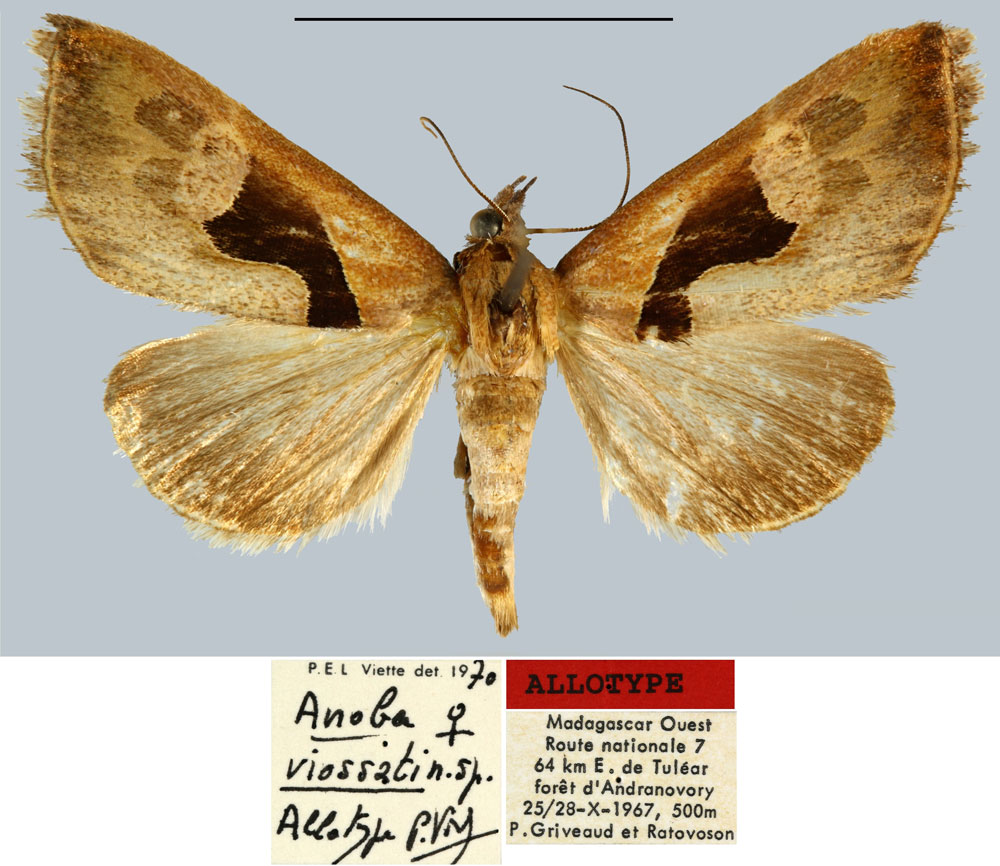 /filer/webapps/moths/media/images/V/viossati_Anoba_AT_MNHN.jpg