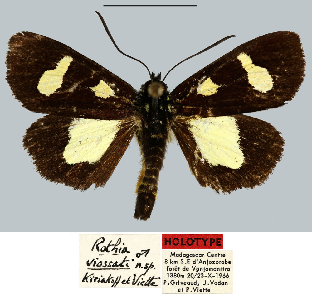 /filer/webapps/moths/media/images/V/viossati_Rothia_HT_MNHNa.jpg