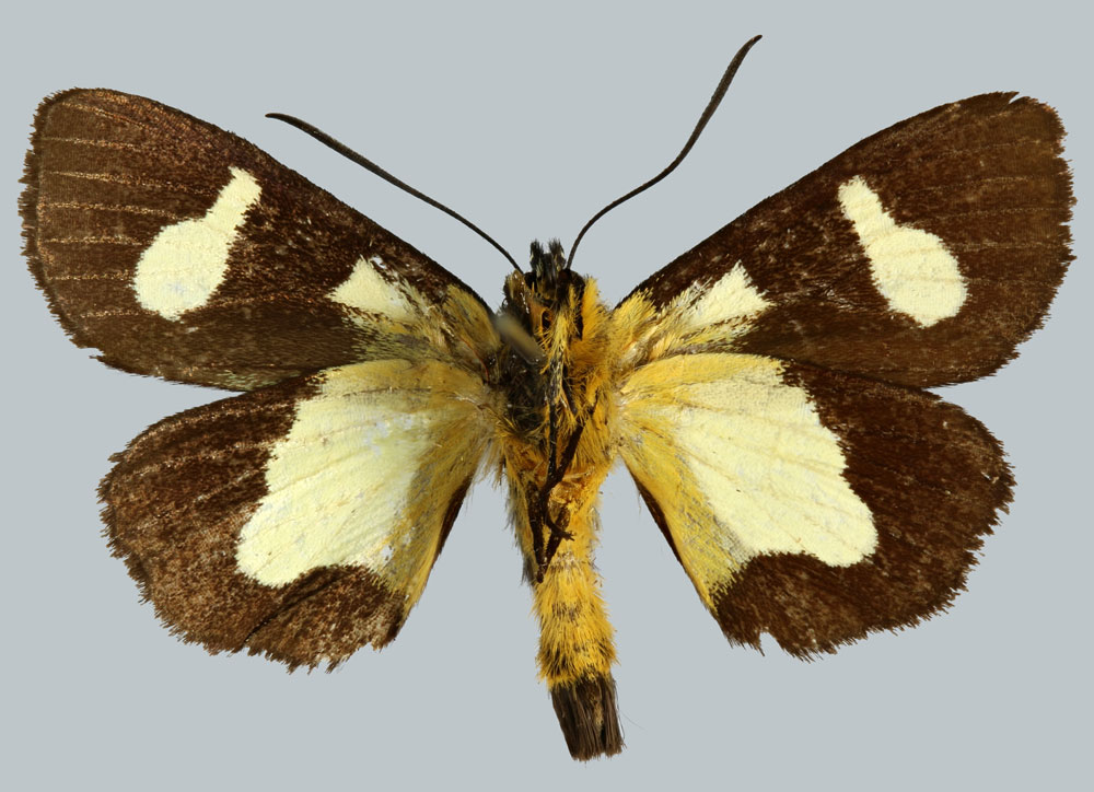 /filer/webapps/moths/media/images/V/viossati_Rothia_HT_MNHNb.jpg