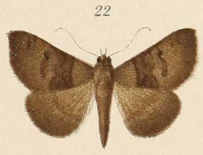 /filer/webapps/moths/media/images/V/virbioides_Amyna_HT_Voeltzkow_6-22.jpg