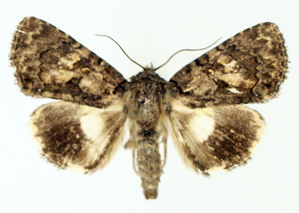 /filer/webapps/moths/media/images/V/virescens_Aedia_AF_TMSA_01.jpg