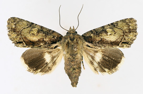 /filer/webapps/moths/media/images/V/virescens_Aedia_AF_TMSA_02.jpg