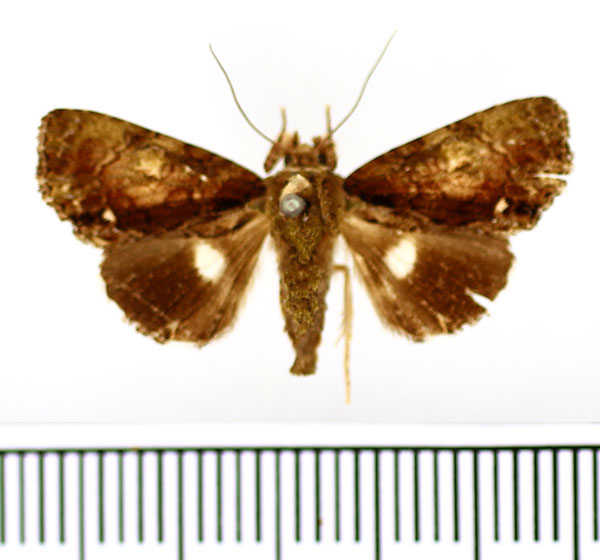 /filer/webapps/moths/media/images/V/virescens_Aedia_AM_BMNH.jpg