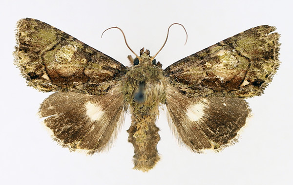 /filer/webapps/moths/media/images/V/virescens_Aedia_AM_TMSA_01.jpg