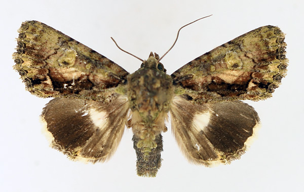 /filer/webapps/moths/media/images/V/virescens_Aedia_AM_TMSA_02.jpg